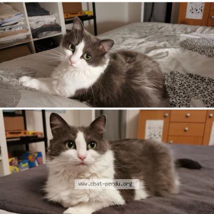 Photo 1/1 Louva Chat lost in Thorens glieres filliere