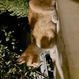 Picture of cat found at Champigny Sur Marne