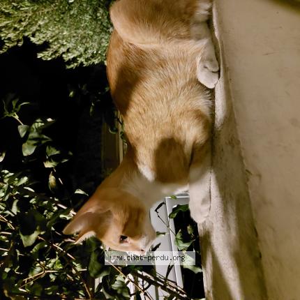 Photo 1/1 Found cat Found in Champigny sur marne