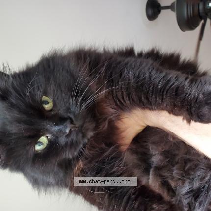 Photo 1/1 Panthera Chat lost in Longueuil