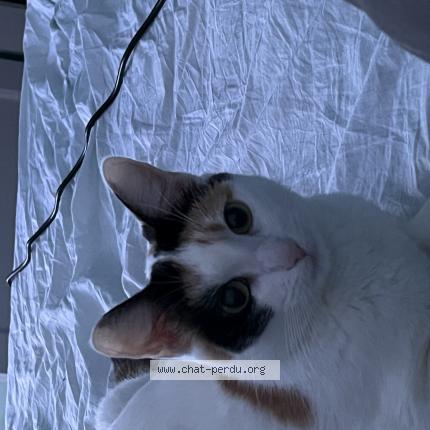 Photo 1/1 Kokoro Chat lost in Colombes