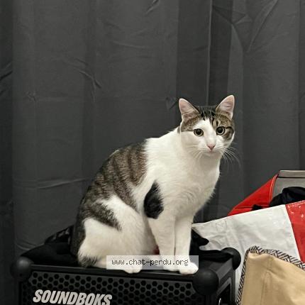 Photo 1/1 Oreo Chat lost in Tourcoing