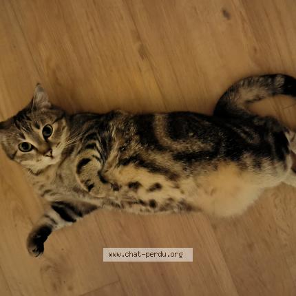 Photo 1/1 Nino Chat lost in Reims