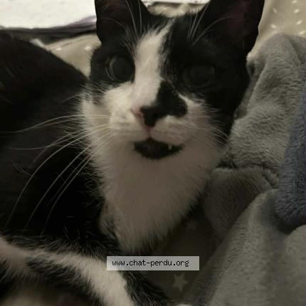 Foto 1/1 Kat teruggevonden Vermist in Haaltert