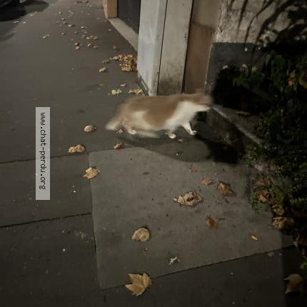 Photo 1/1 Found cat Found in Boulogne billancourt