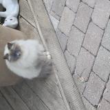 Picture of cat lost at Chocques