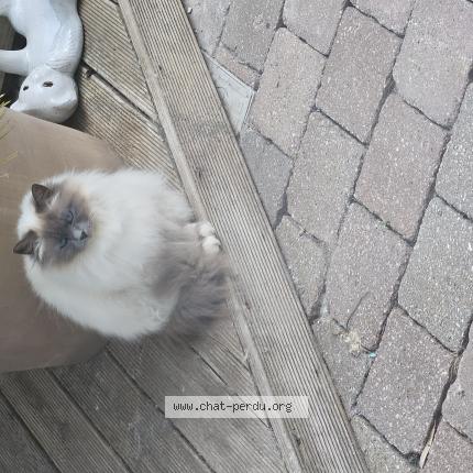 Photo 1/1 Rose Chat lost in Chocques