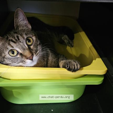 Photo 1/1 Yellow Chat lost in Abbeville