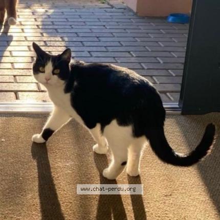 Photo 1/1 Coucouille Chat lost in Penthalaz