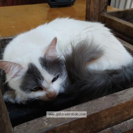 Photo 1/1 Luna Chat lost in Metan