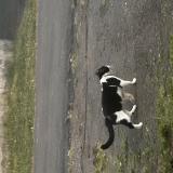 Picture of cat found at Ravine Des Cabris