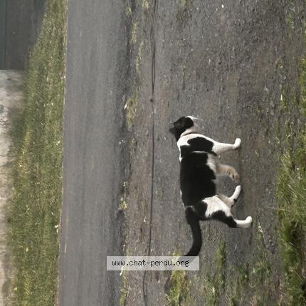 Photo 1/1 Found cat Found in Ravine des cabris