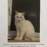 Picture of cat lost at Kraainem