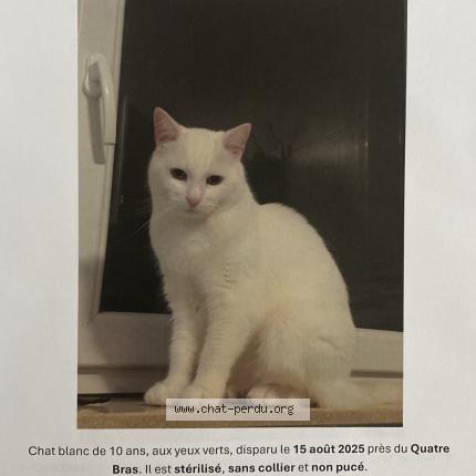 Photo 1/1 Moochi Chat lost in Kraainem