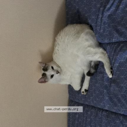 Photo 1/1 Alaska ou Laska Chat lost in La tour de salvagny