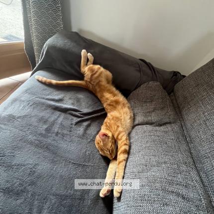 Photo 1/1 Charly Chat lost in Huest