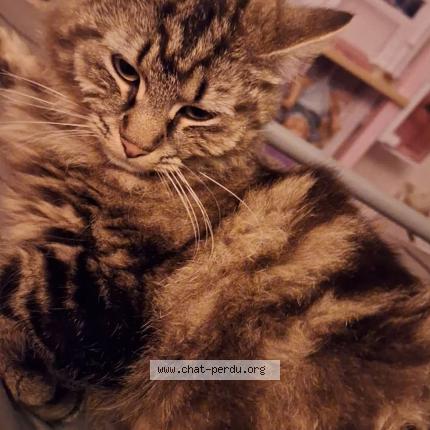 Photo 1/1 Zira Chat lost in L isle d abeau