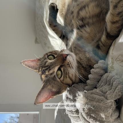 Photo 1/1 Khalie Chat lost in Nantes