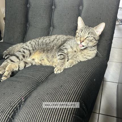 Photo 1/1 Mistic Chat lost in Yutz