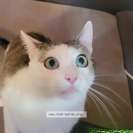 Photo 1/4 Minou Chat lost in Clairvaux les lacs