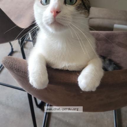 Photo 2/4 Minou Chat lost in Clairvaux les lacs