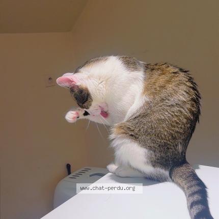 Photo 3/4 Minou Chat lost in Clairvaux les lacs