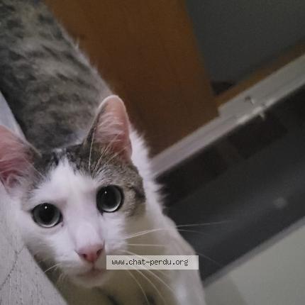 Photo 4/4 Minou Chat lost in Clairvaux les lacs