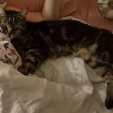 Picture of cat lost at Nancy