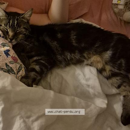 Photo 1/1 Tigrou Chat lost in Nancy