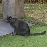 Picture of cat found at Pessac