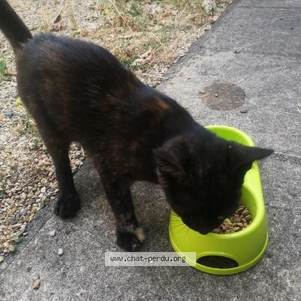 Photo 1/1 Found cat Found in Buxerolles