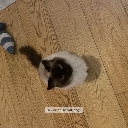 Photo 1/1 Chiche Chat lost in Poitiers