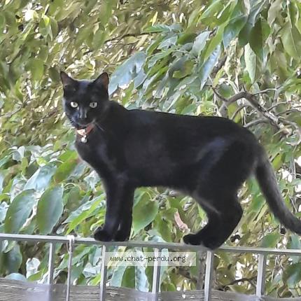 Foto van vermiste kat in Anderlecht