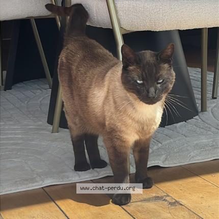 Photo 1/1 Nougat Chat lost in Pommeuse