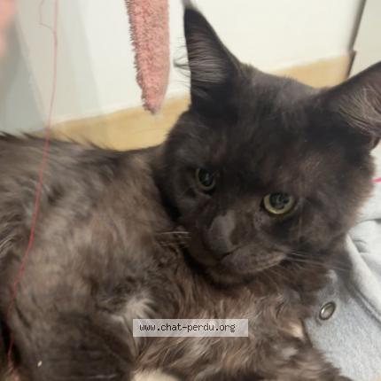 Photo 1/1 Ulys Chat lost in Evry
