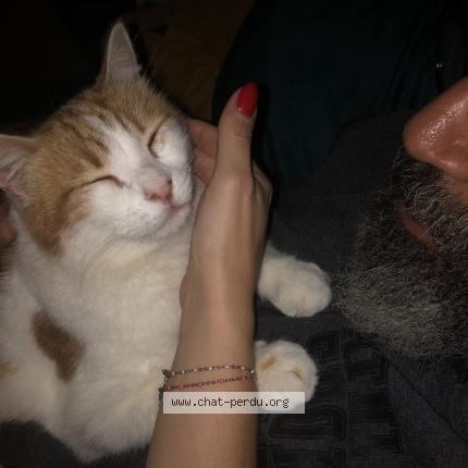 Photo 1/1 Faro Chat lost in Niort