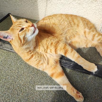 Photo 1/1 Thomas Chat lost in Toulon