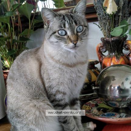 Photo 1/3 Ice tea Chat lost in Sorgues