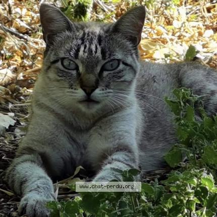 Photo 2/3 Ice tea Chat lost in Sorgues