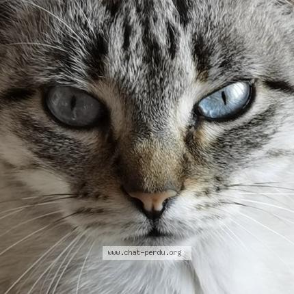 Photo 3/3 Ice tea Chat lost in Sorgues