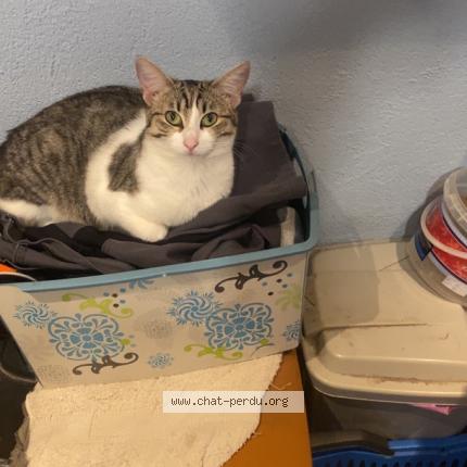 Photo 1/1 Clea Chat lost in Bourgogne