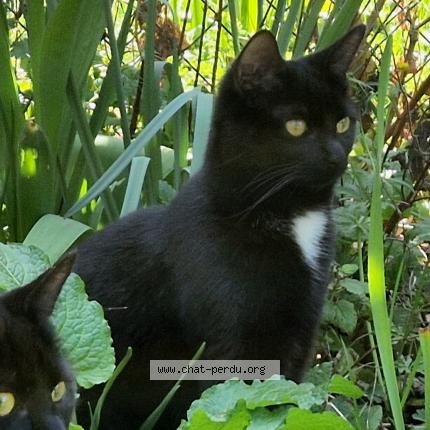 Foto 1/1 Kat teruggevonden Vermist in Uccle