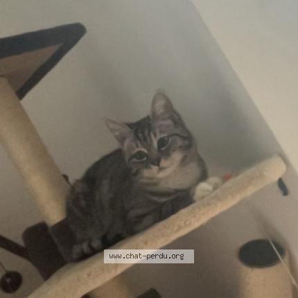 Photo 1/1 Mohana Chat lost in Montigny en gohelle