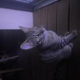 Picture of cat found at Toulouse