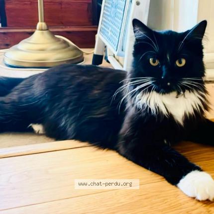 Photo 1/1 Baltimore Chat lost in Paris