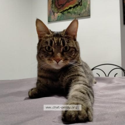 Photo 1/1 Saba Chat lost in Cannes