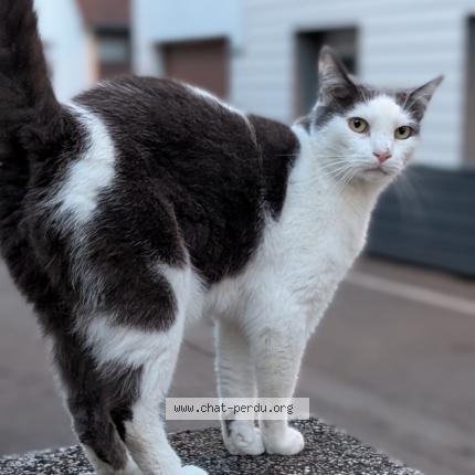 Photo 1/1 Elijah Chat lost in Strasbourg