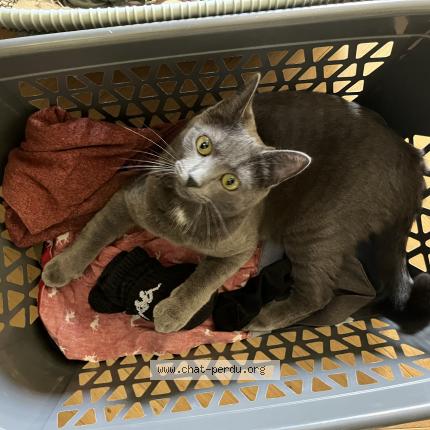 Photo 1/1 Pepita Chat lost in Aix les bains