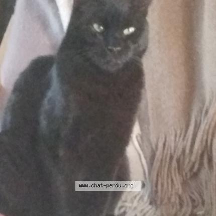 Photo 1/1 Loustic Chat lost in Les arcs