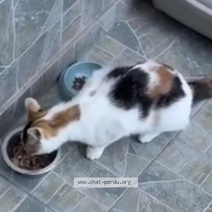 Photo 1/1 Louna Chat lost in Borgerhout